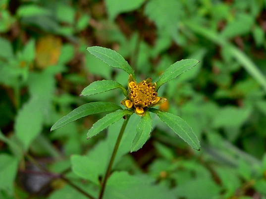{Bidens frondosa}
